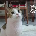 阿喵的梦想头像