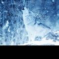 雪狼2555885头像