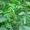 洪雅藤椒油530头像