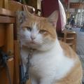 大只猫猫咪头像