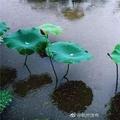 观风听雨中头像