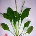 悠悠我心1425085837863头像