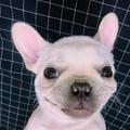 Dog57头像