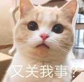 我不皮勒头像