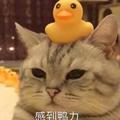 幸运熊猫qC9头像