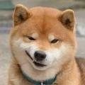 记忆中的晨曦头像