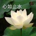 晓峰阁阁头像