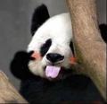 本帕尔德头像