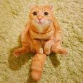 Tom78239661头像