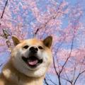 柒月we头像
