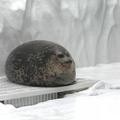 夏日青宁头像