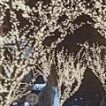 杀破狼1314头像
