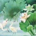 阿师355头像