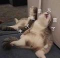 往后余生怎么是你头像
