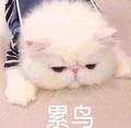 温暖十三头像