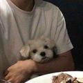 狗哥哥i头像