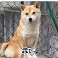 今夕何夕54370891头像