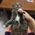 尼玛王1024头像